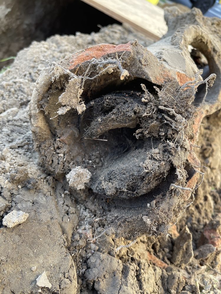 Excavated section of an old clay sewer pipe filled with tree root intrusion before replacement